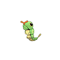 caterpie