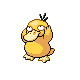 psyduck.png