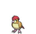 Pidgeotto