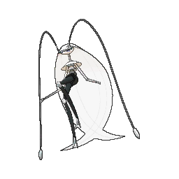 Pheromosa (Pokémon) - Bulbapedia, the community-driven Pokémon